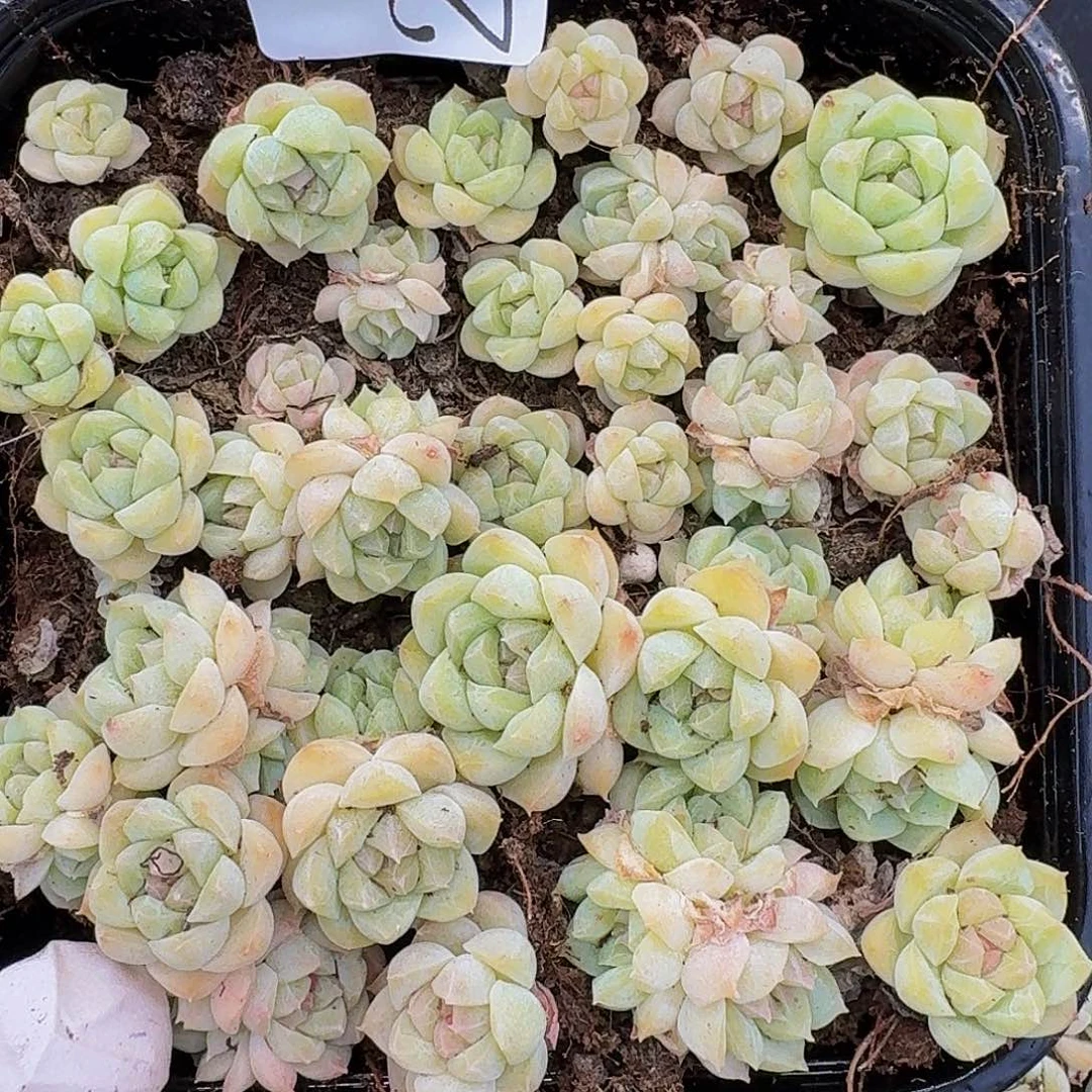 多肉植物多肉植物228