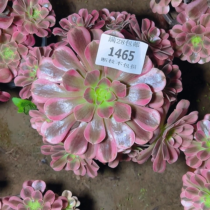 1465美杜莎多肉植物