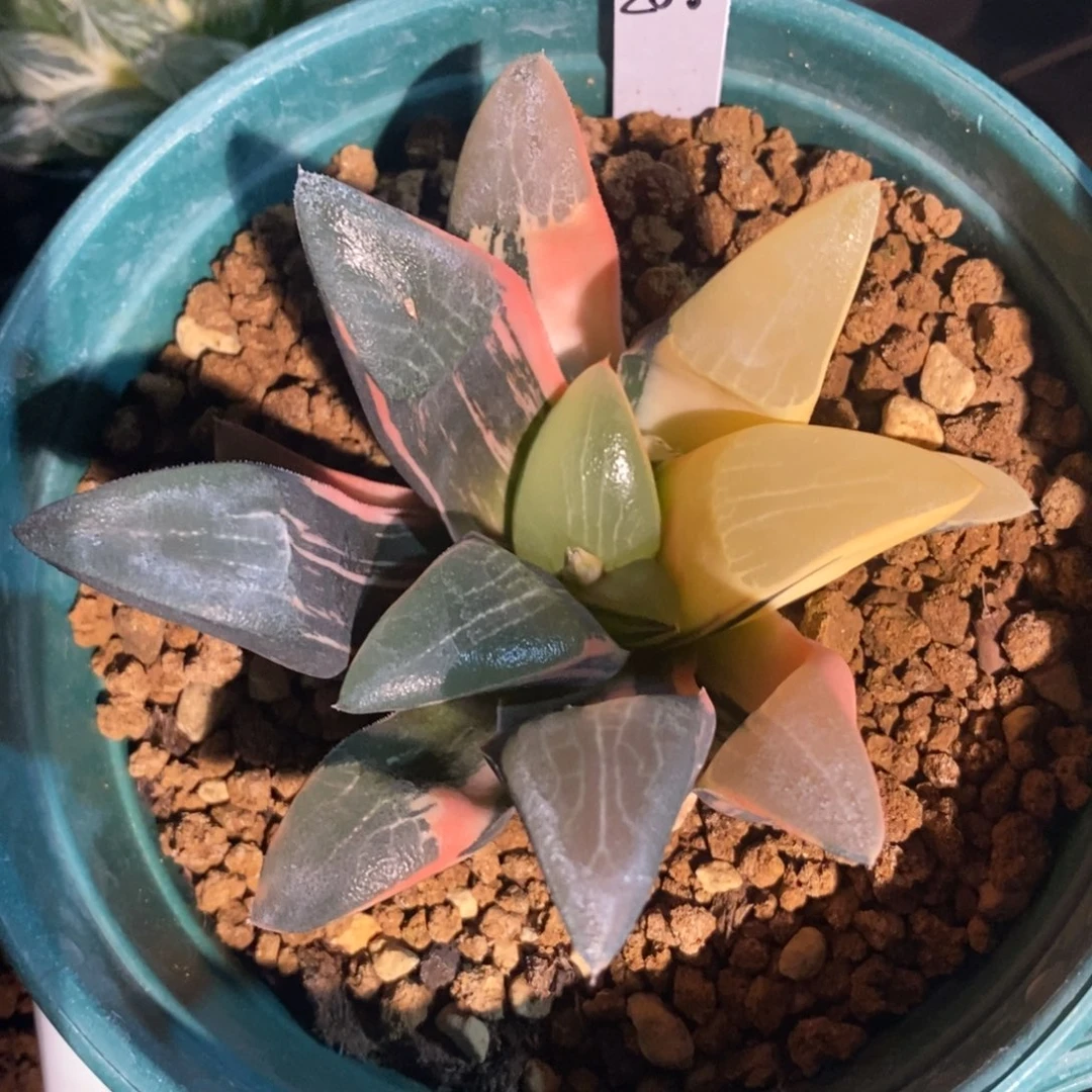 一颗实生大克锦。