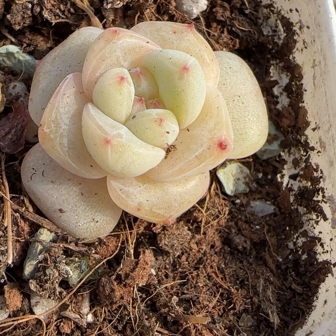 小卡拉米糖心一物一拍