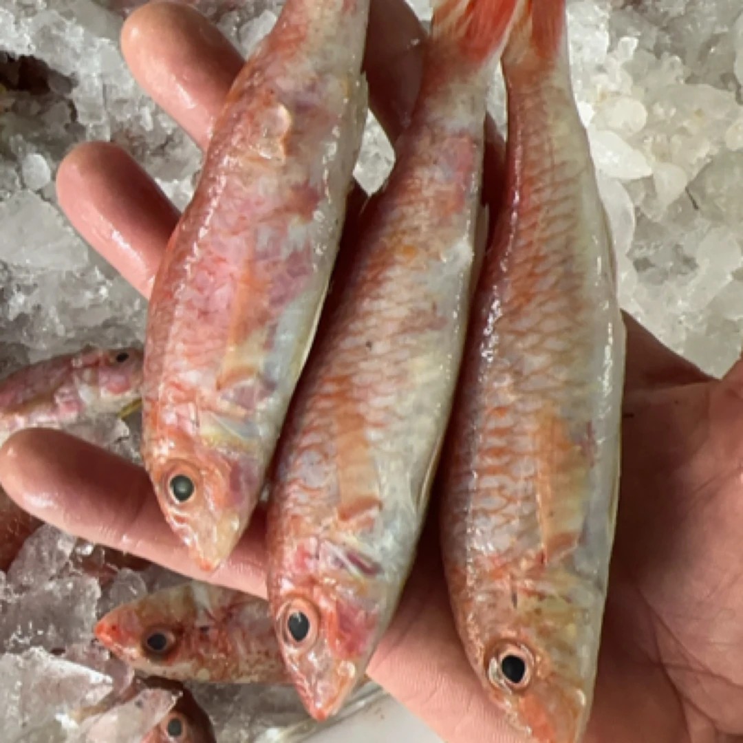 汕尾湖东本港靓红鱼18条/斤左右