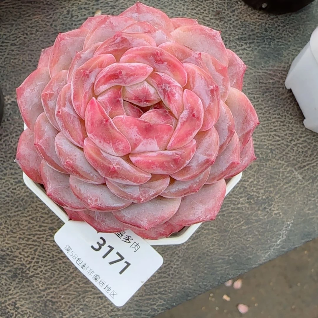 红宝石冰魄，3171多肉