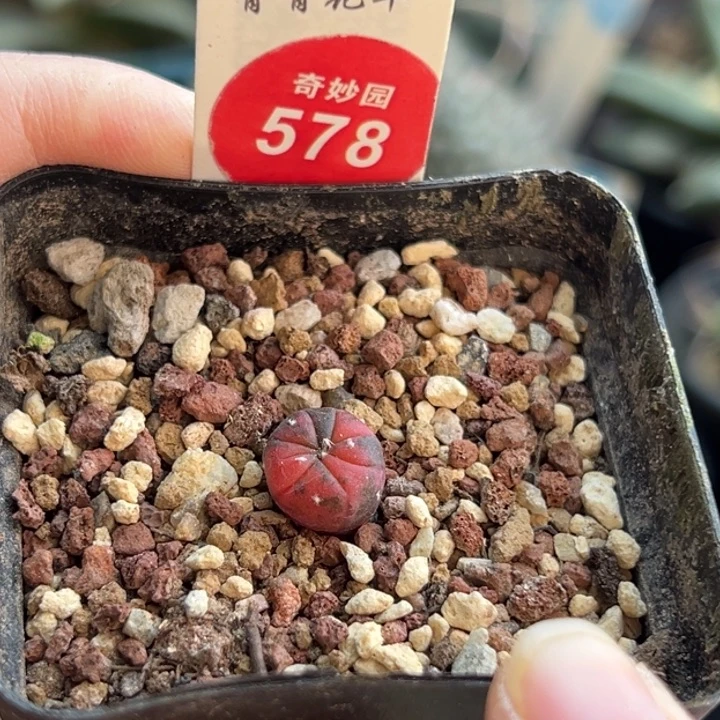 实生红兜锦一棵仙人球