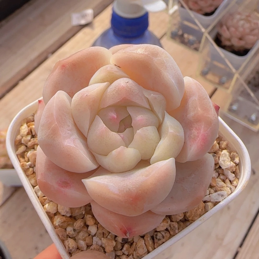 燚*白桃汽水石化一颗