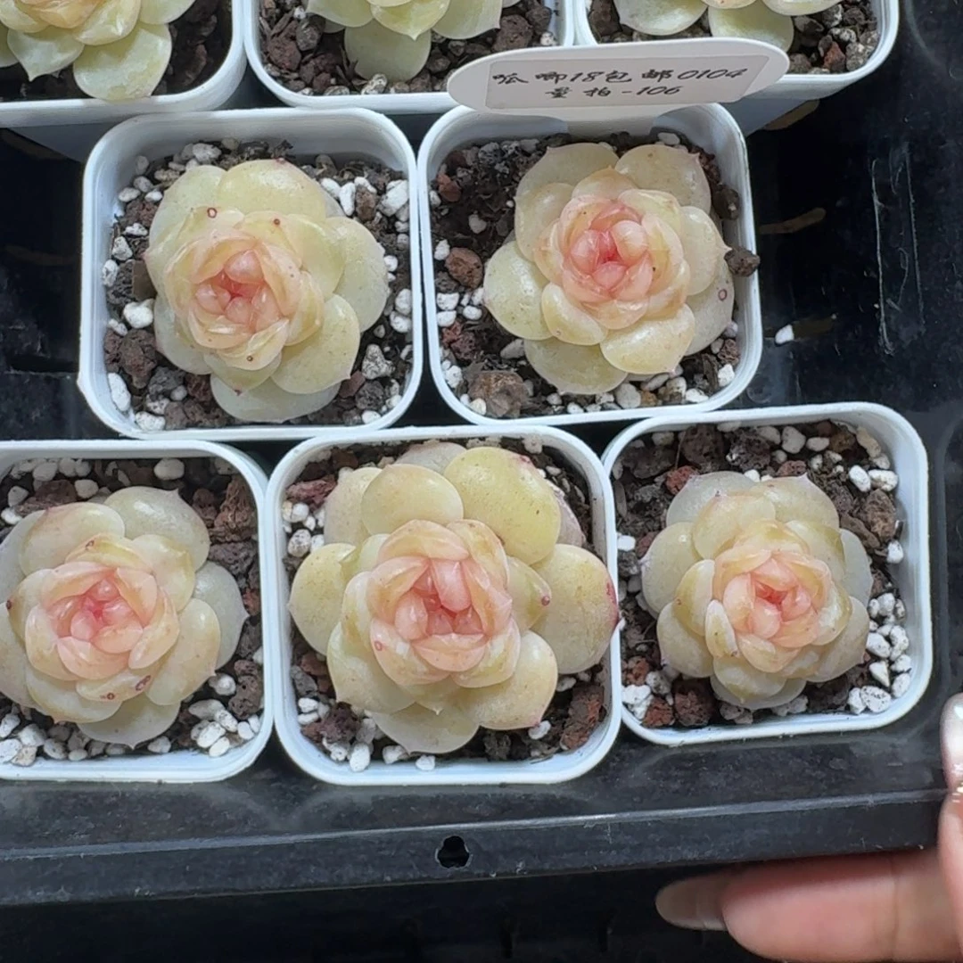 0104-106-斯嘉丽一颗量拍