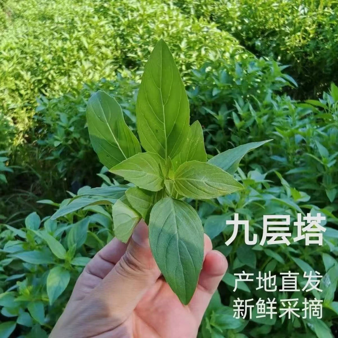 潮汕九层塔金不换罗勒海鲜配菜三杯鸡食材可吃新鲜采摘直发