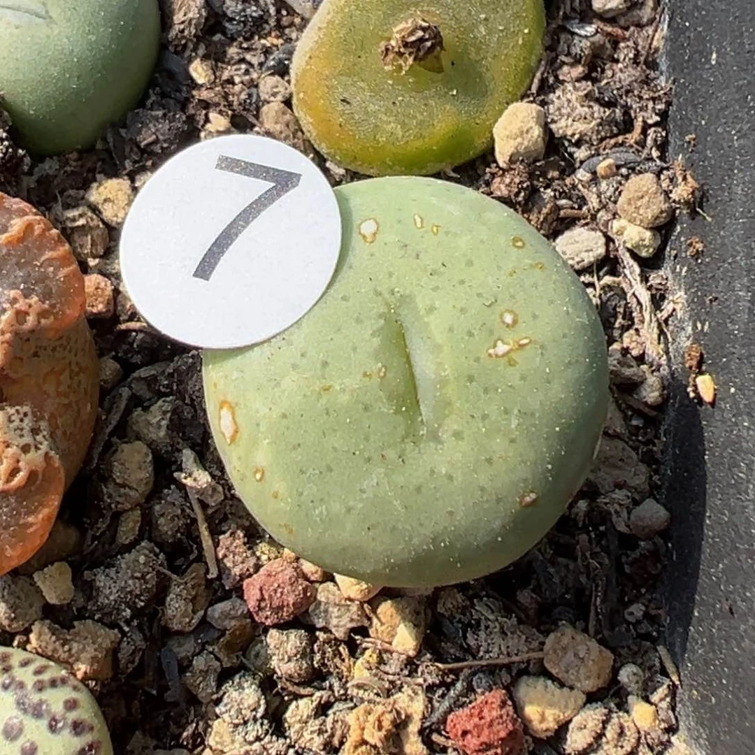 多肉植物111111111111111