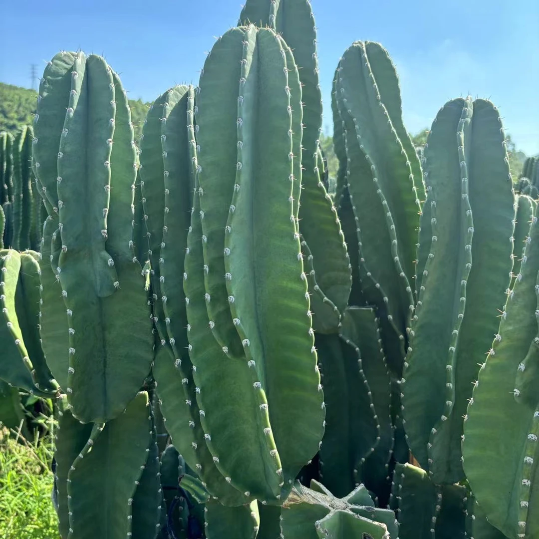 无根秘鲁苹果40厘米 仙人球夏型种绿植盆栽桌面阳台办公室摆件