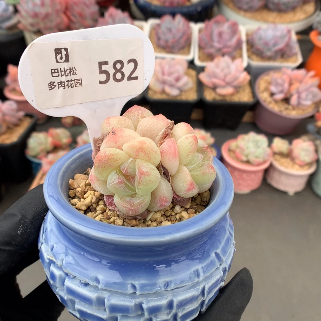 582 粉透冰玉多肉