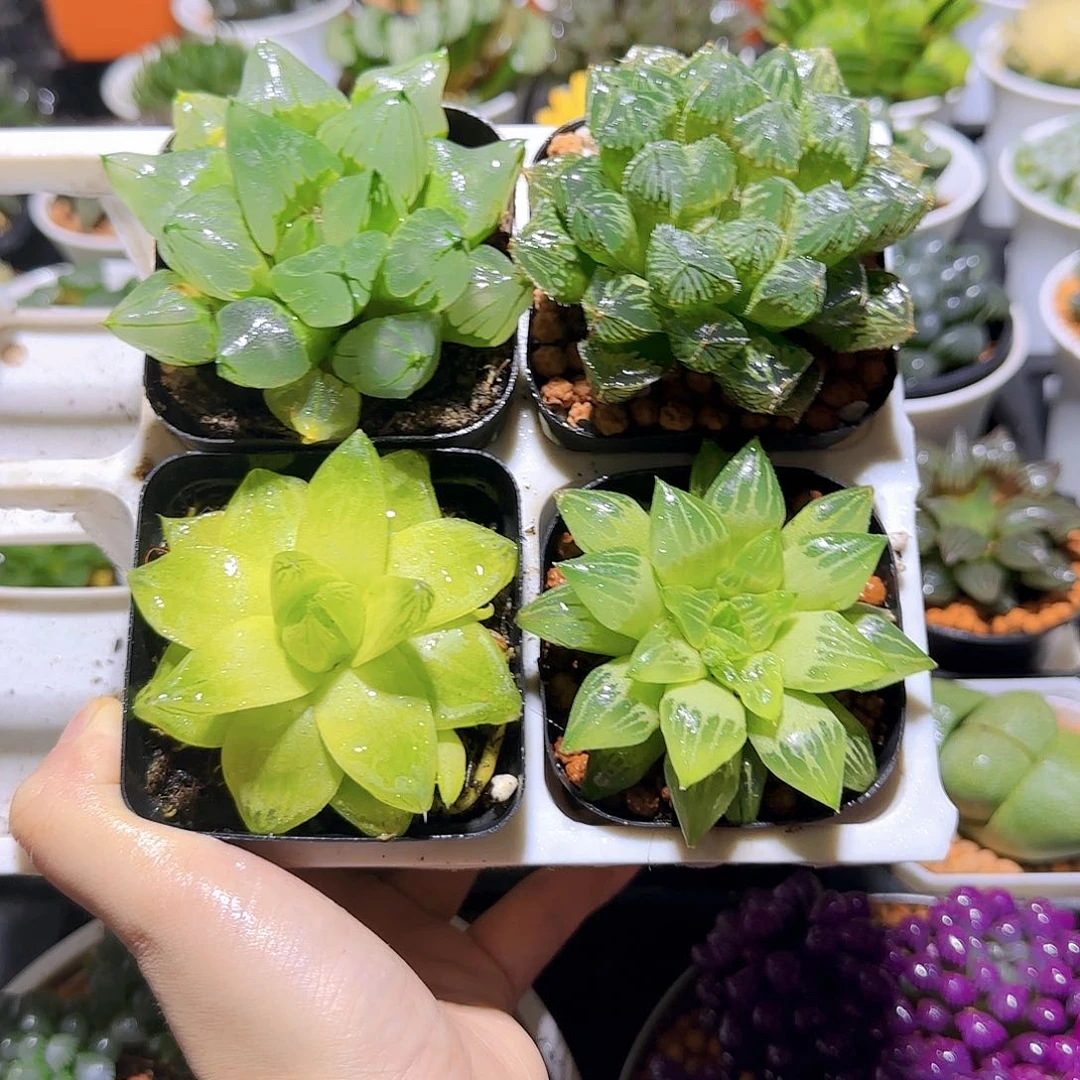 玉露四件套多肉，原盆