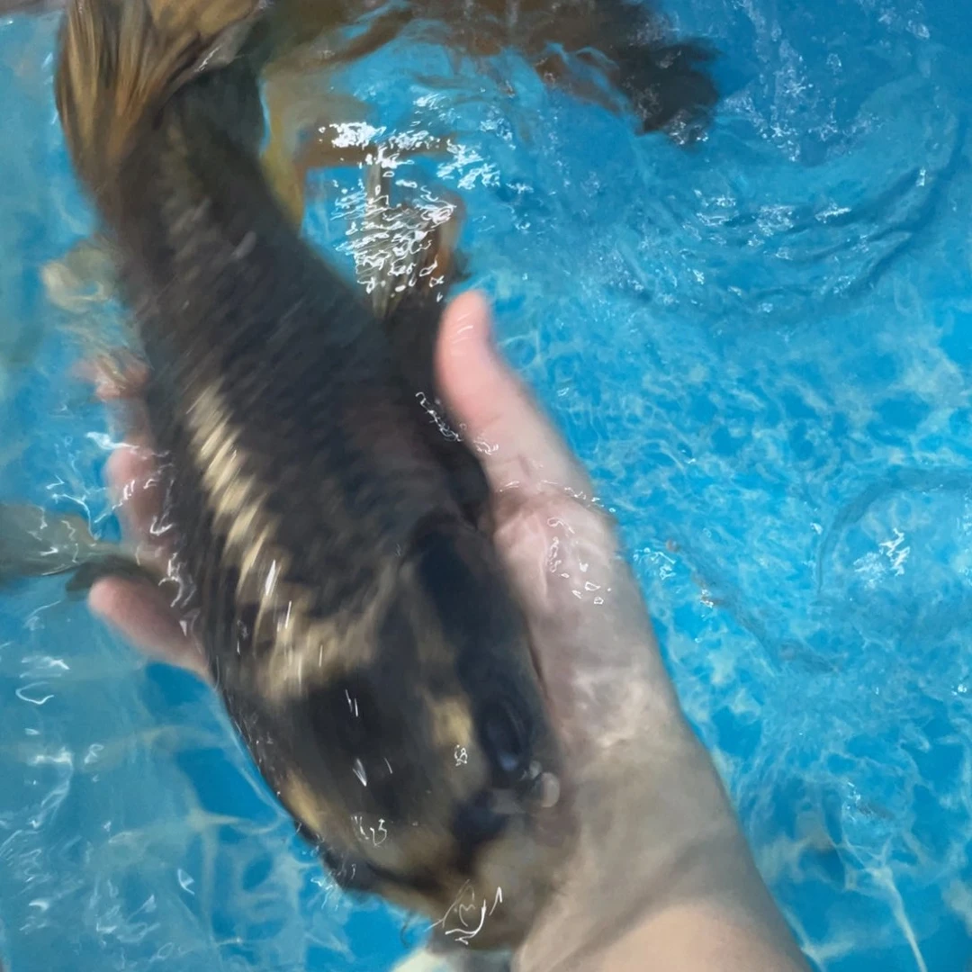 锦鲤锦鲤包邮包售后