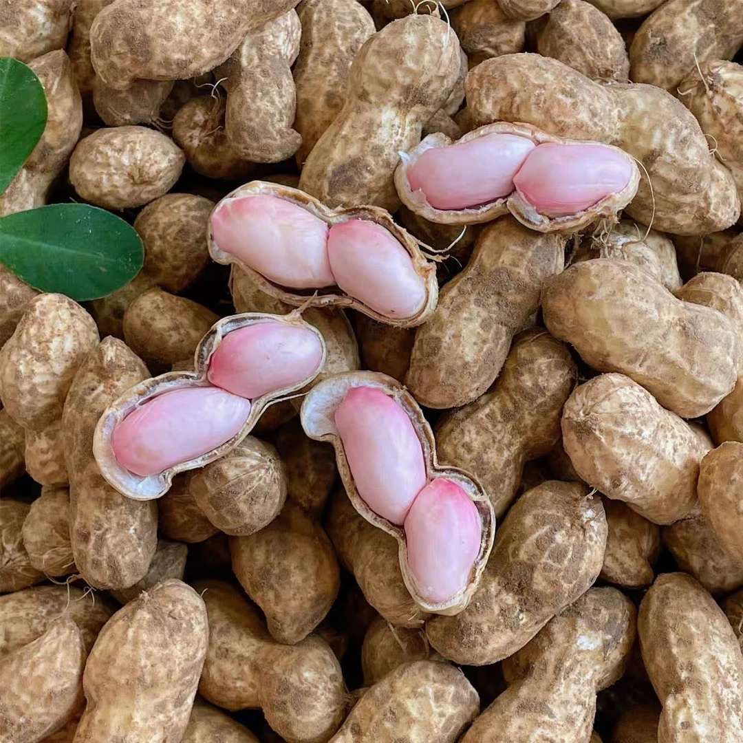 自己家 当天挖新鲜带壳湿花生中果爆满农户自种可水煮花生