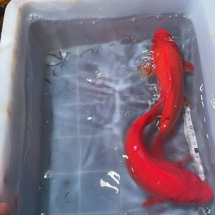 蝴蝶鲤鱼渔场直发14