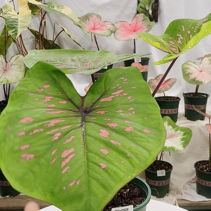 完全开放07——-0608