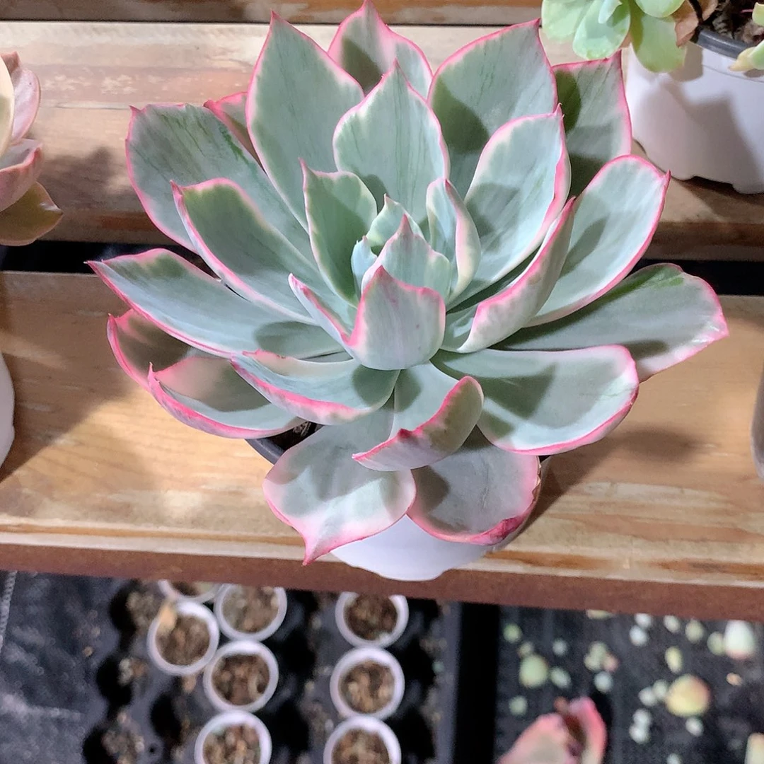 阿美星锦多肉植物老桩