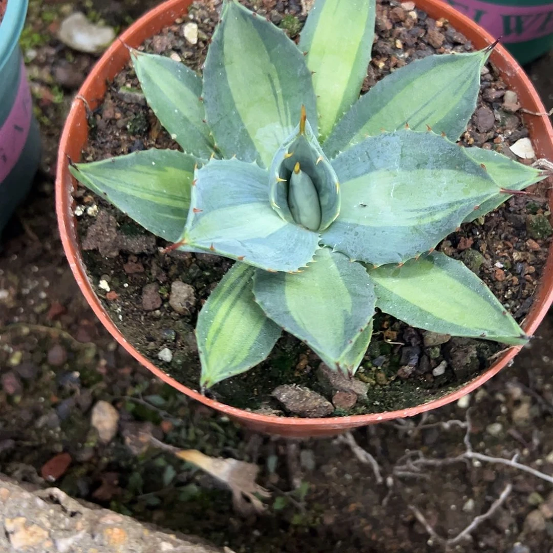 虚空藏中斑锦龙舌兰植物