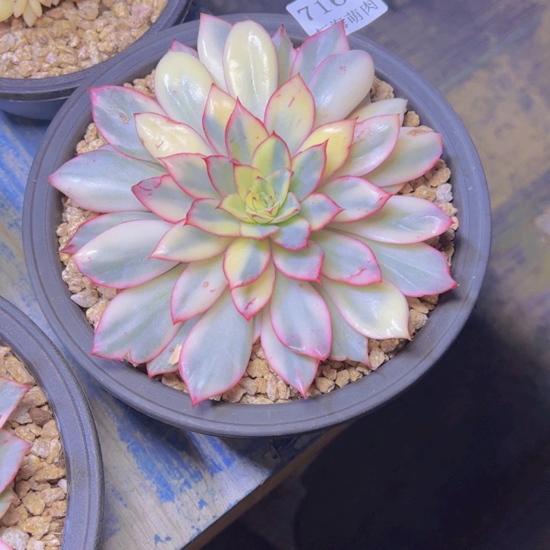 月花女神锦7161多肉植物