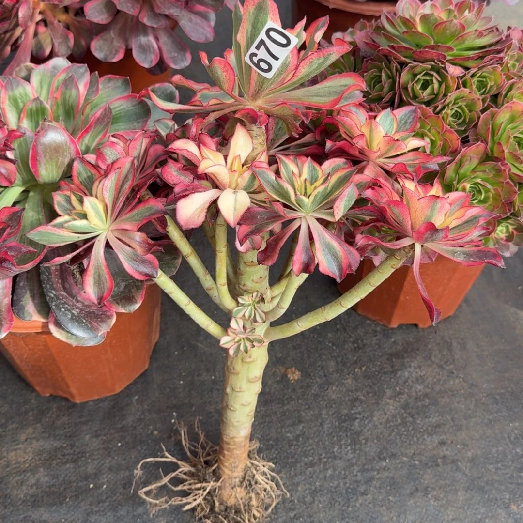 670多肉植物魅影多肉