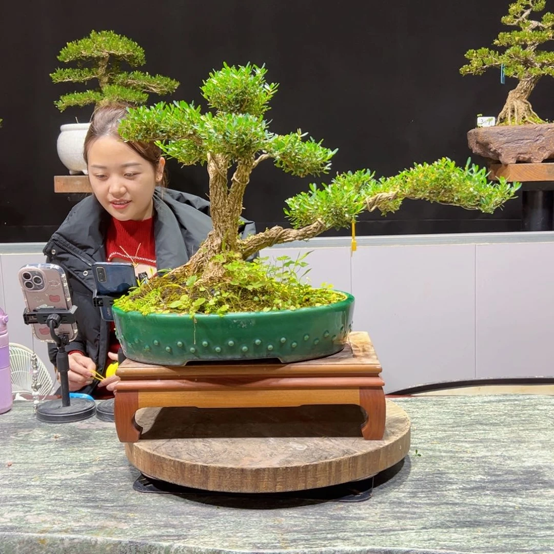 四季常青老桩黄杨盆景