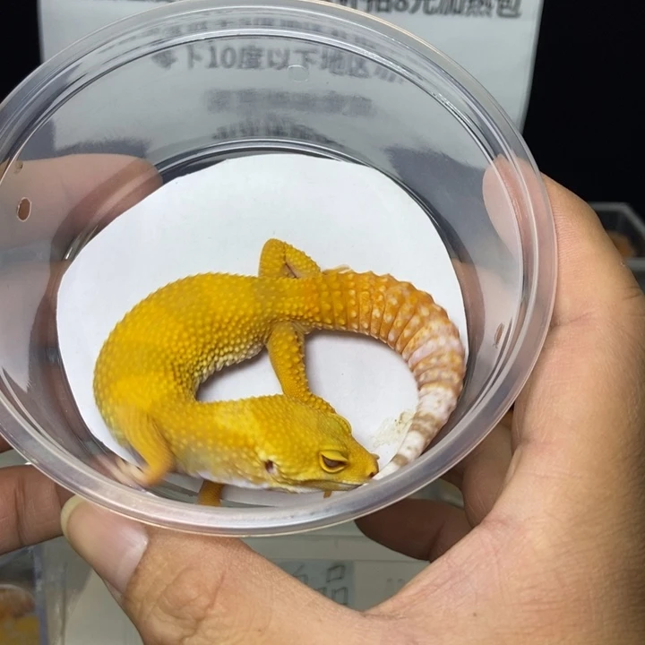 豹纹守宫30克母622号