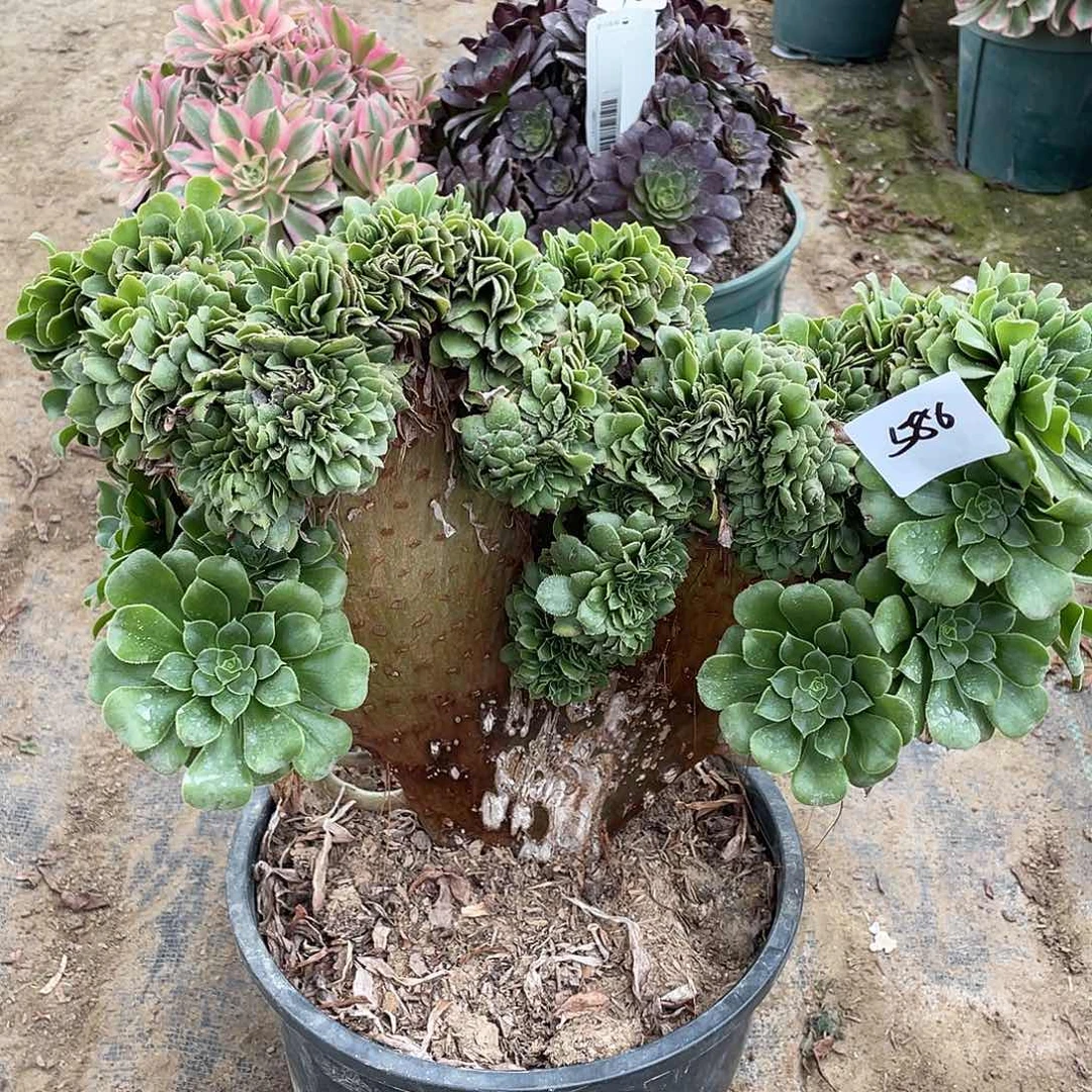 586法师植物绿杨蓉缀