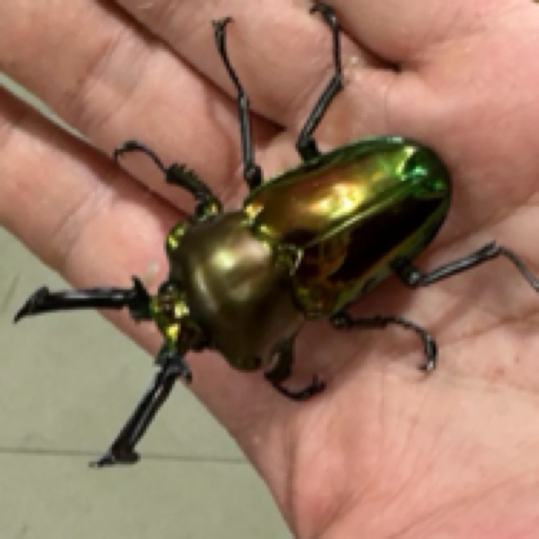 彩虹锹甲 成虫活体（25号）62mm