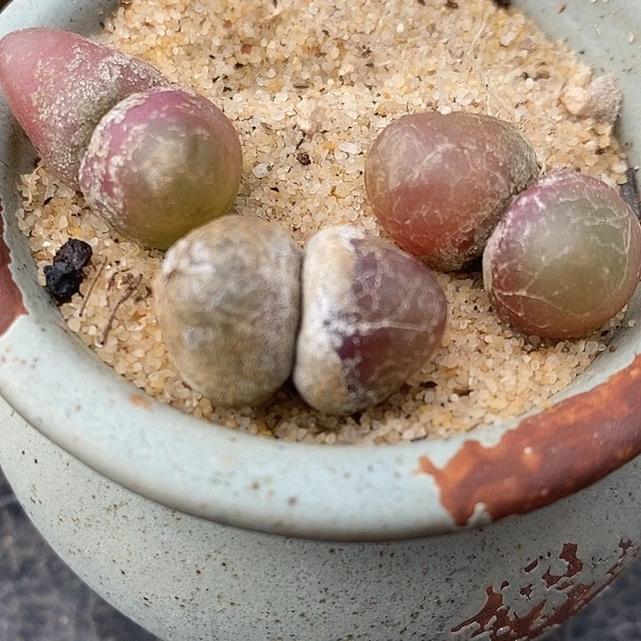 810双头灯泡1颗。