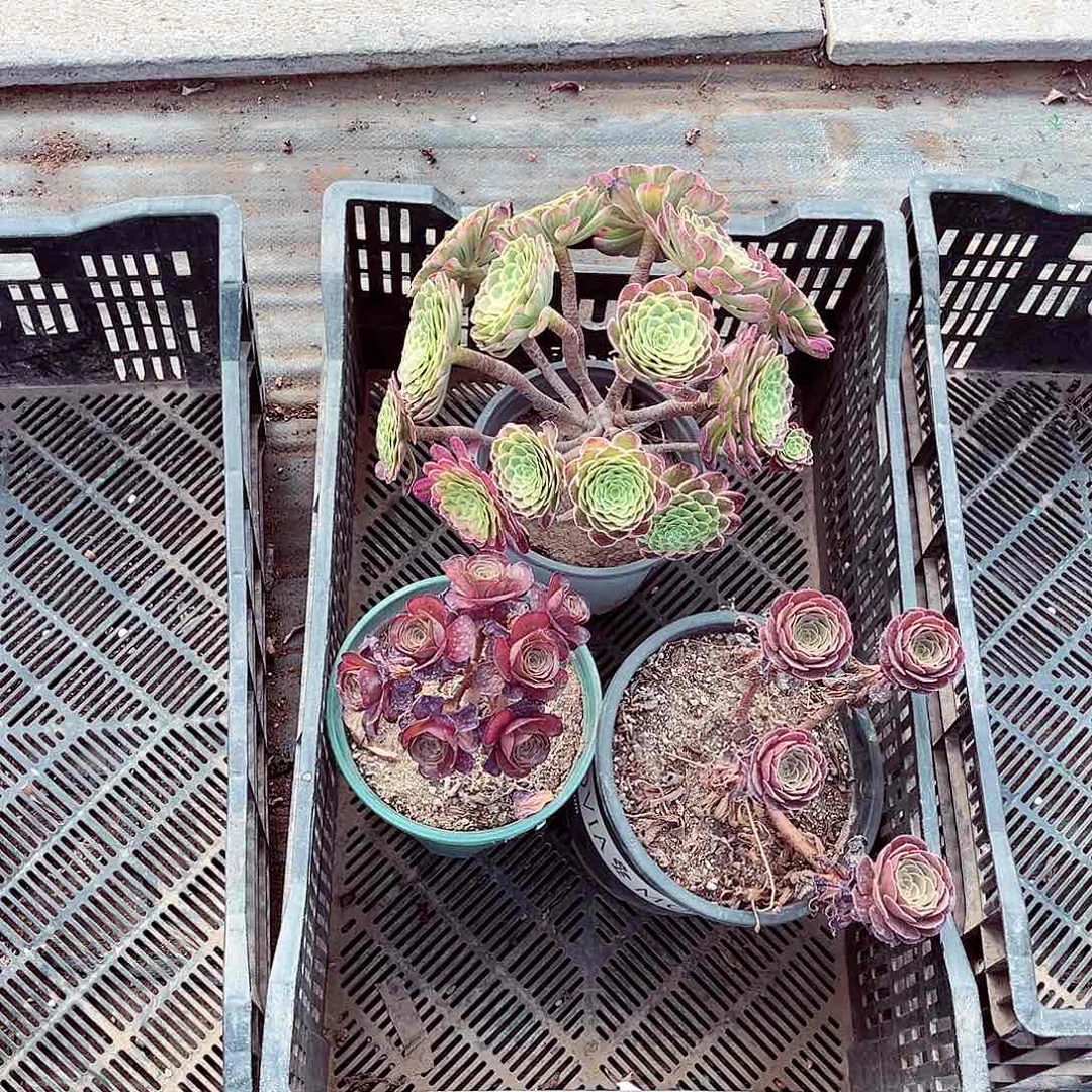 法师多肉哈哈哈哈哈