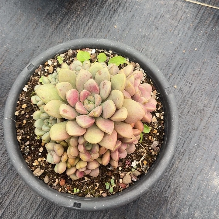 M***@多肉植物一物一拍葡萄001