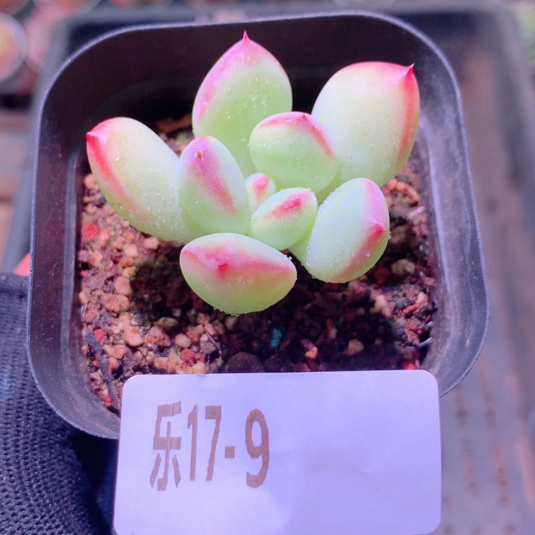 乐然17-9 蜜糖单头