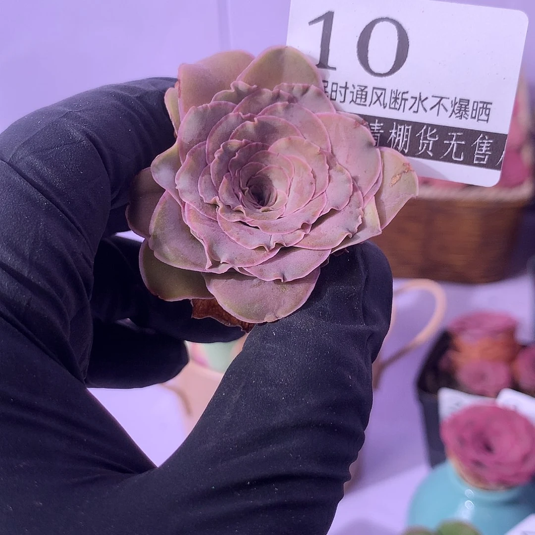 自**长福利10山地玫瑰一一