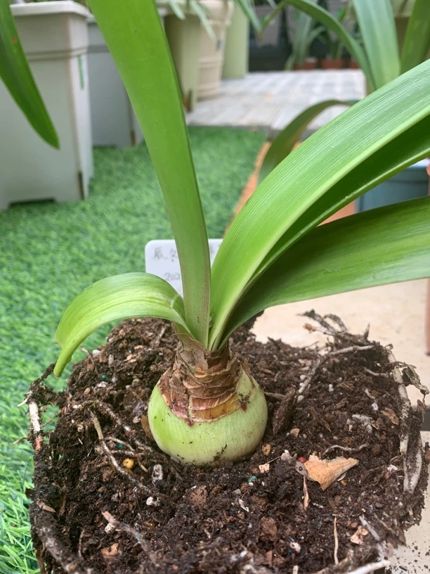 朱顶红 种球 群芳圃