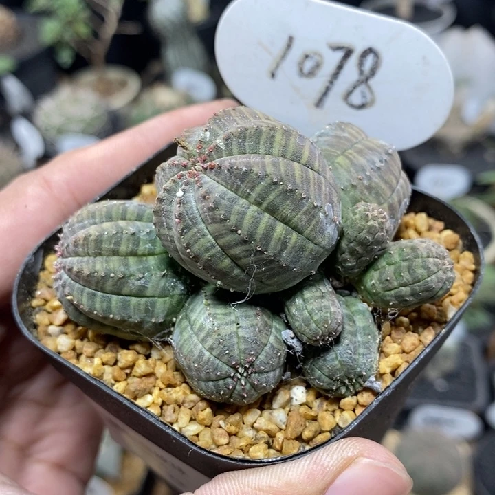 群生布纹球1078号7cm