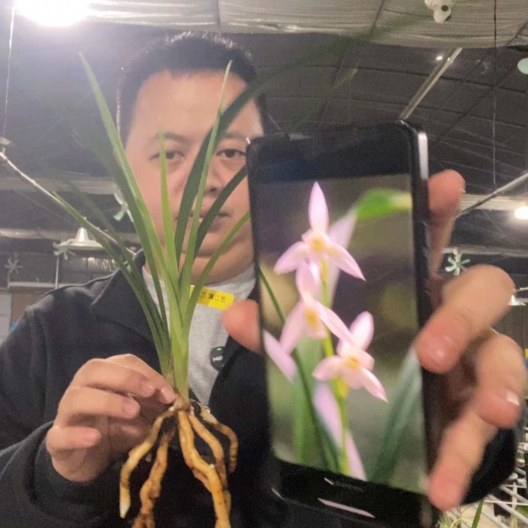 当前无花栽培后可以开花漓江雪13