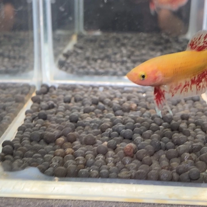 斗鱼泰国斗鱼83号