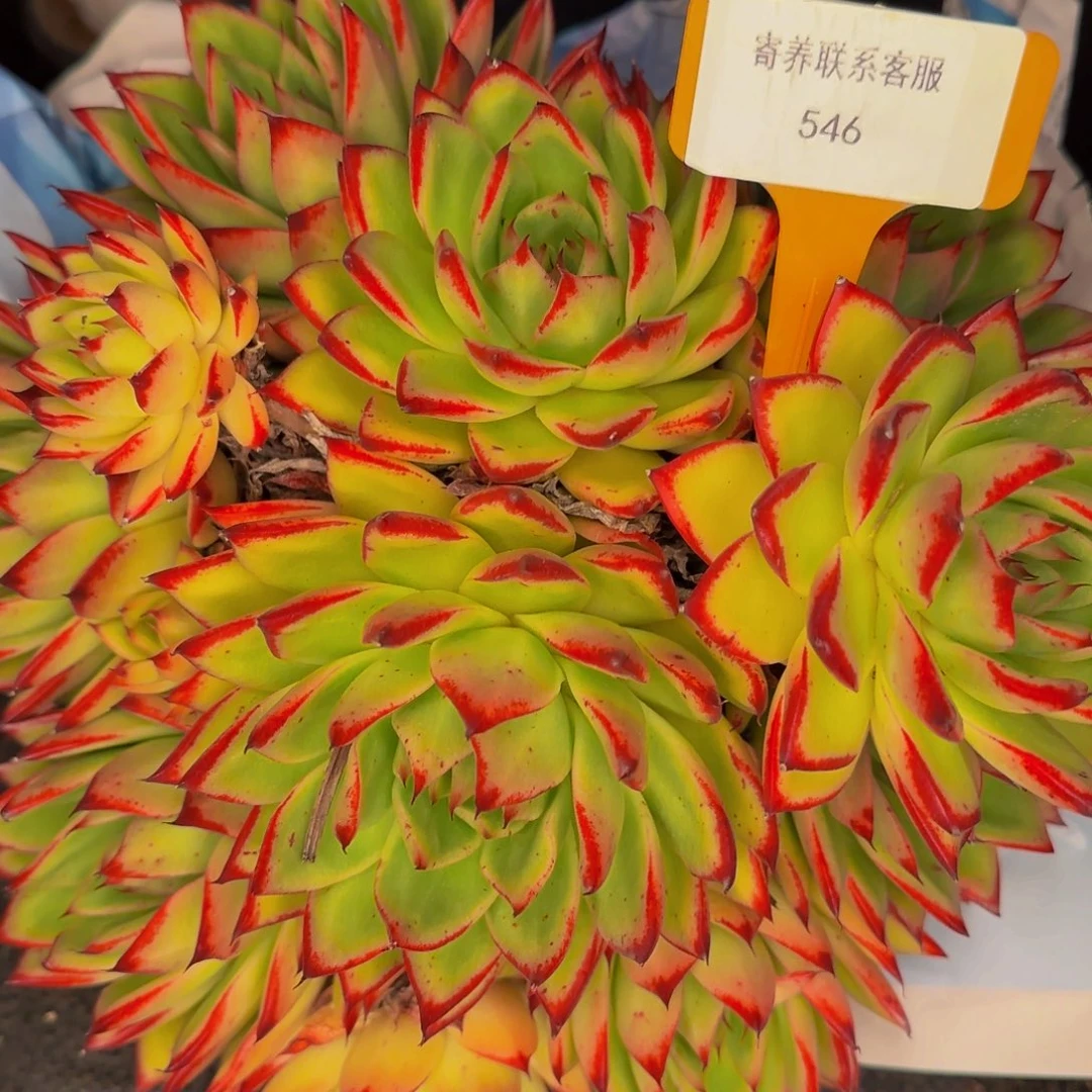 雪***娘你呃546他他爸爸吧