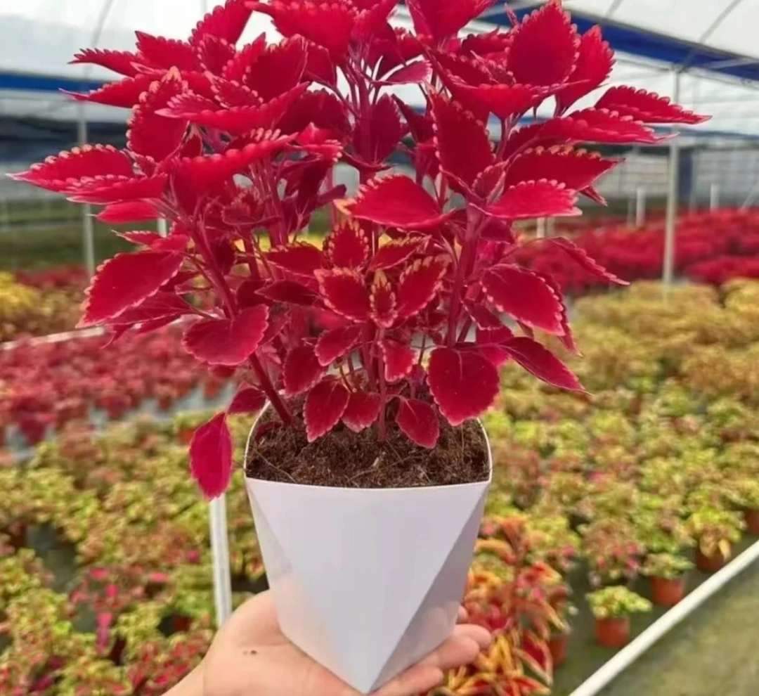 【金边彩叶草】四季长红阳台庭院彩色斑斓耐寒耐热盆栽绿植送花盆