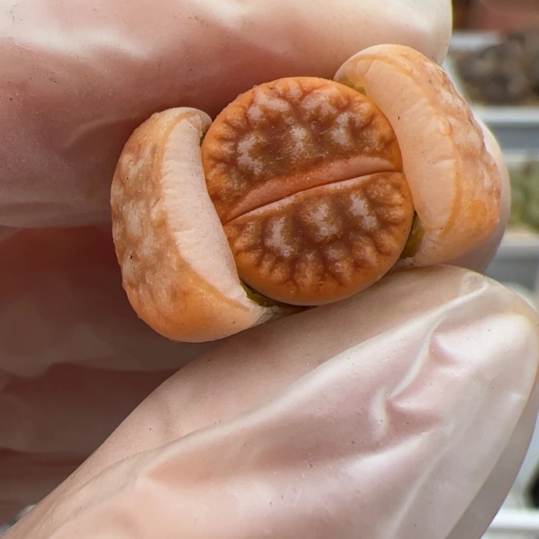 0585号 243A多肉植物