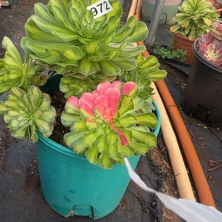 精品多肉植物0972