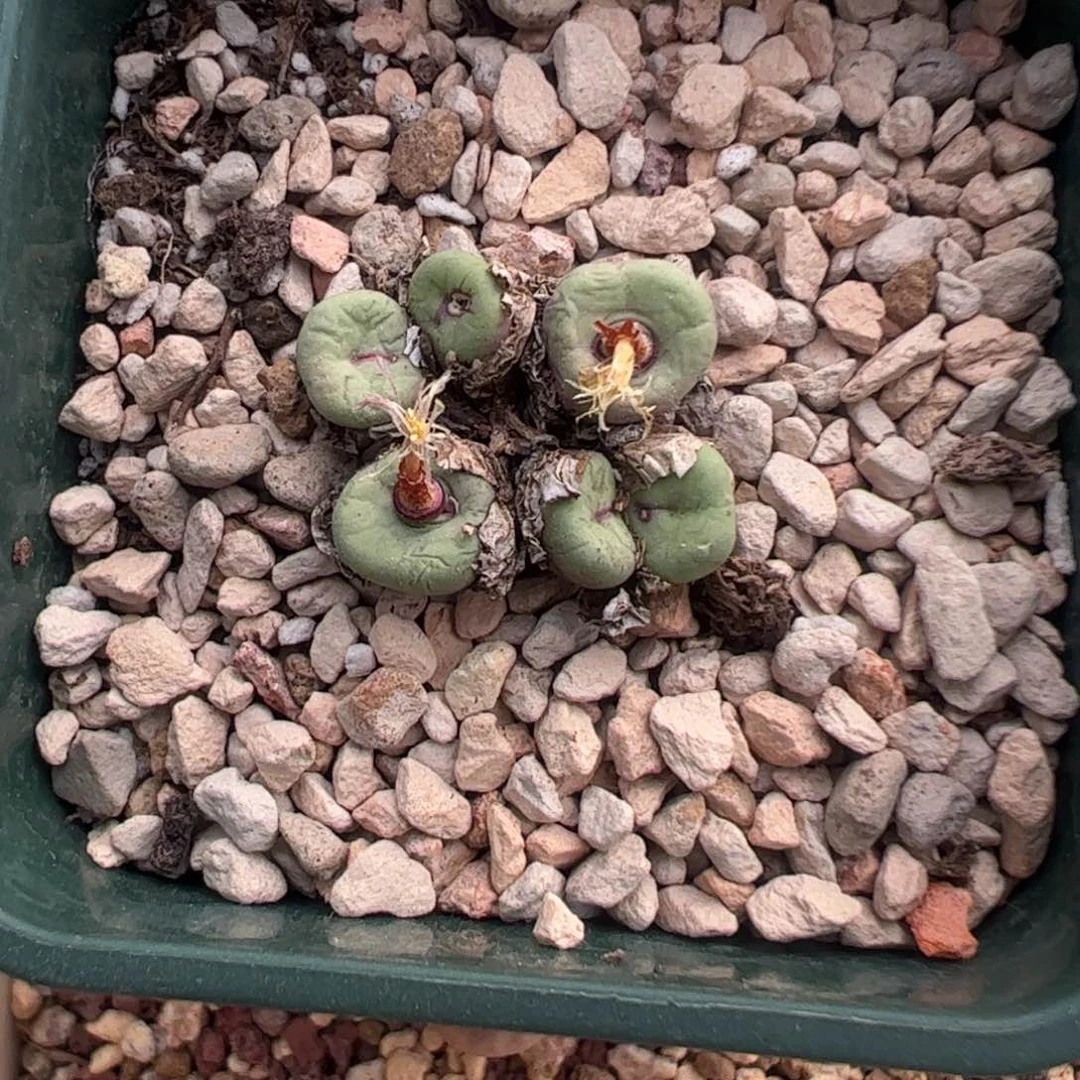 944 好看的多肉冲冲冲