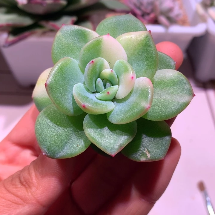 轰动锦拉丝锦有根