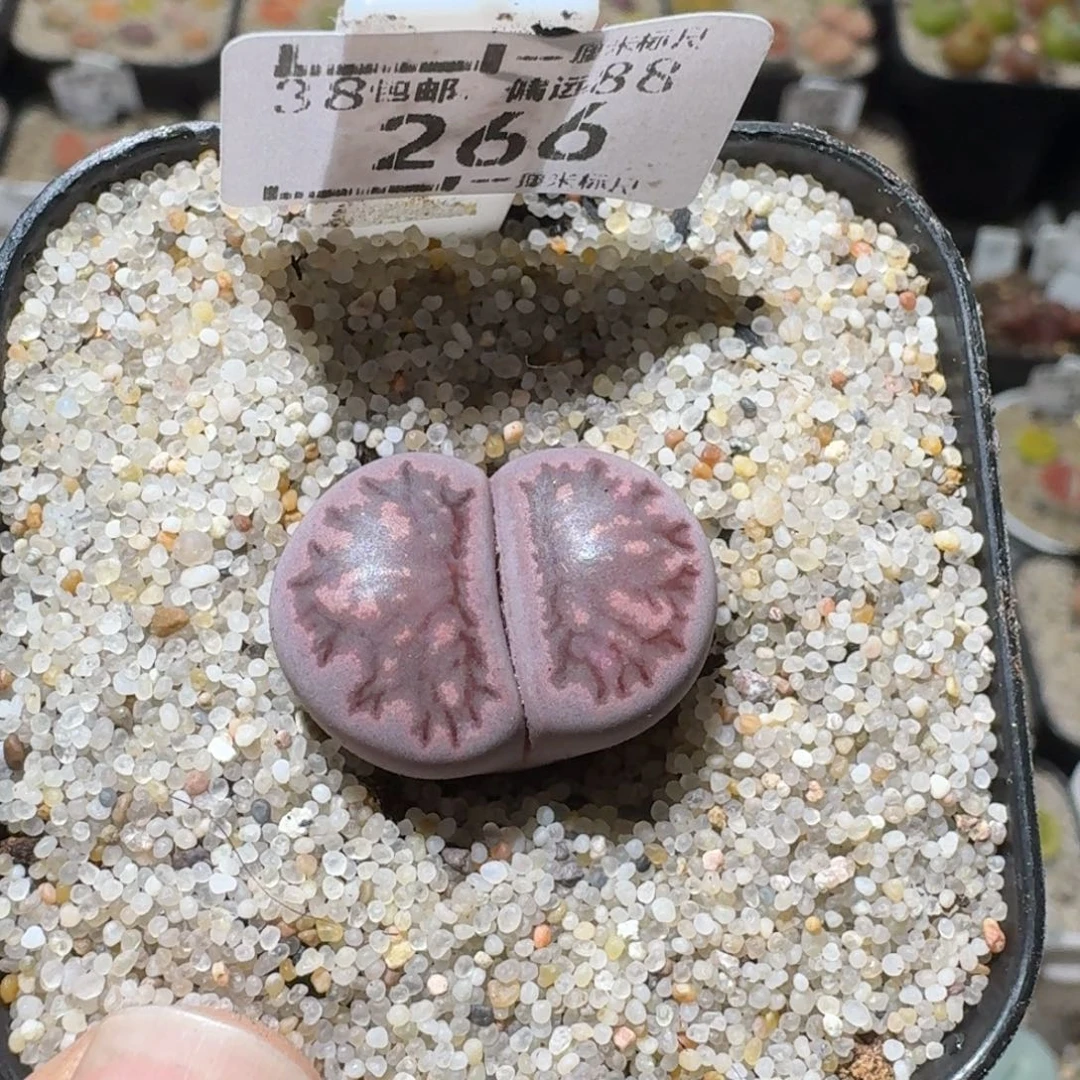 Sss精品清仓款266紫菊