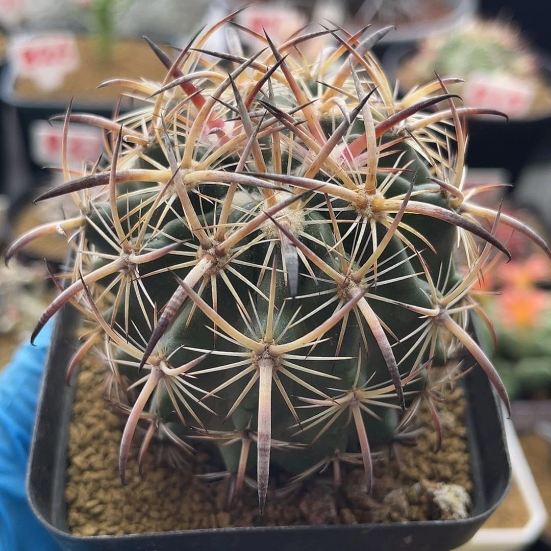 实生美刺虎爪玉仙人球