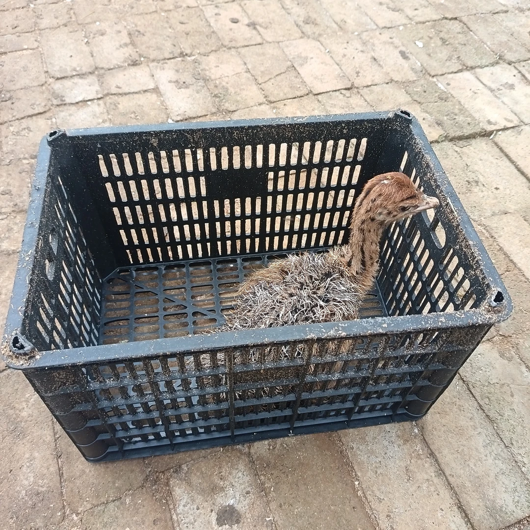 1公斤（骨带肉）真空装