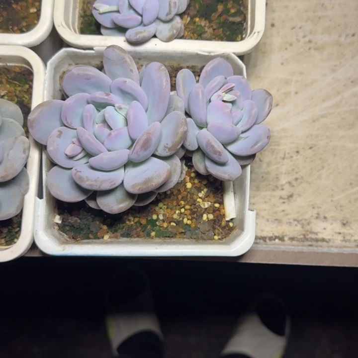 米雪奶 双头  一物一拍