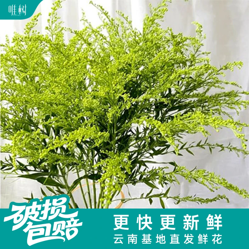 【包邮】唯树黄莺草丨百搭养眼鲜花鲜切花插花卧室搭配云南直发