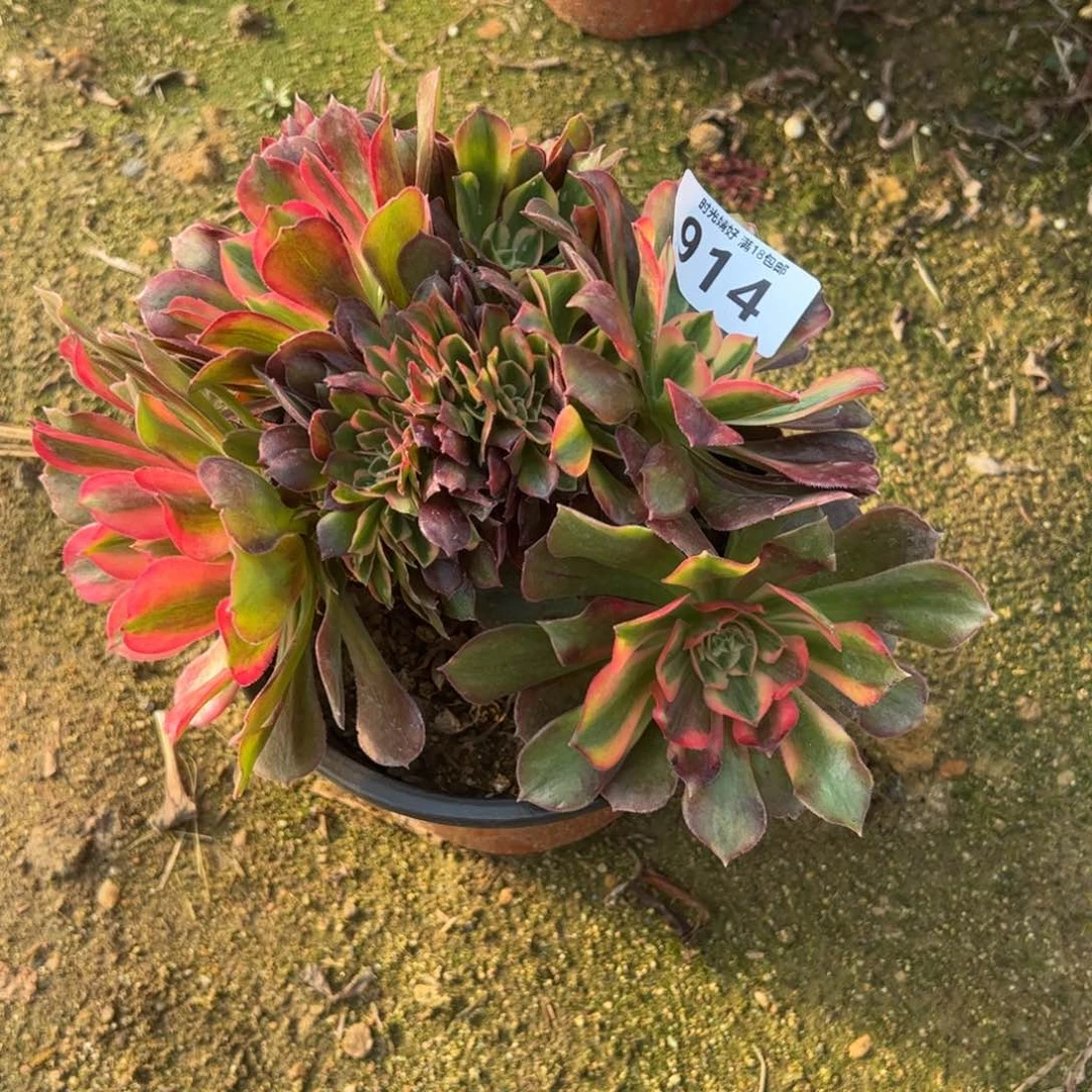 914洛神缀多肉植物