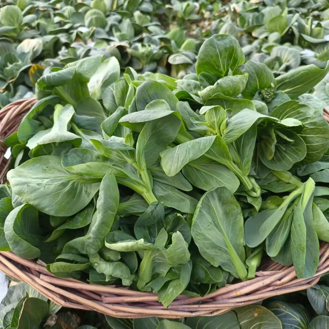 菜苔 农家菜园自种新鲜现摘