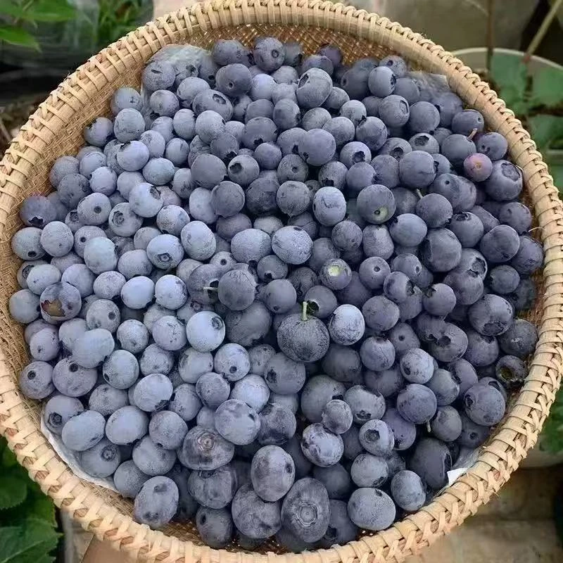 《顺丰/京东》包邮蓝莓新鲜脆甜现摘带叶富含花青素水果