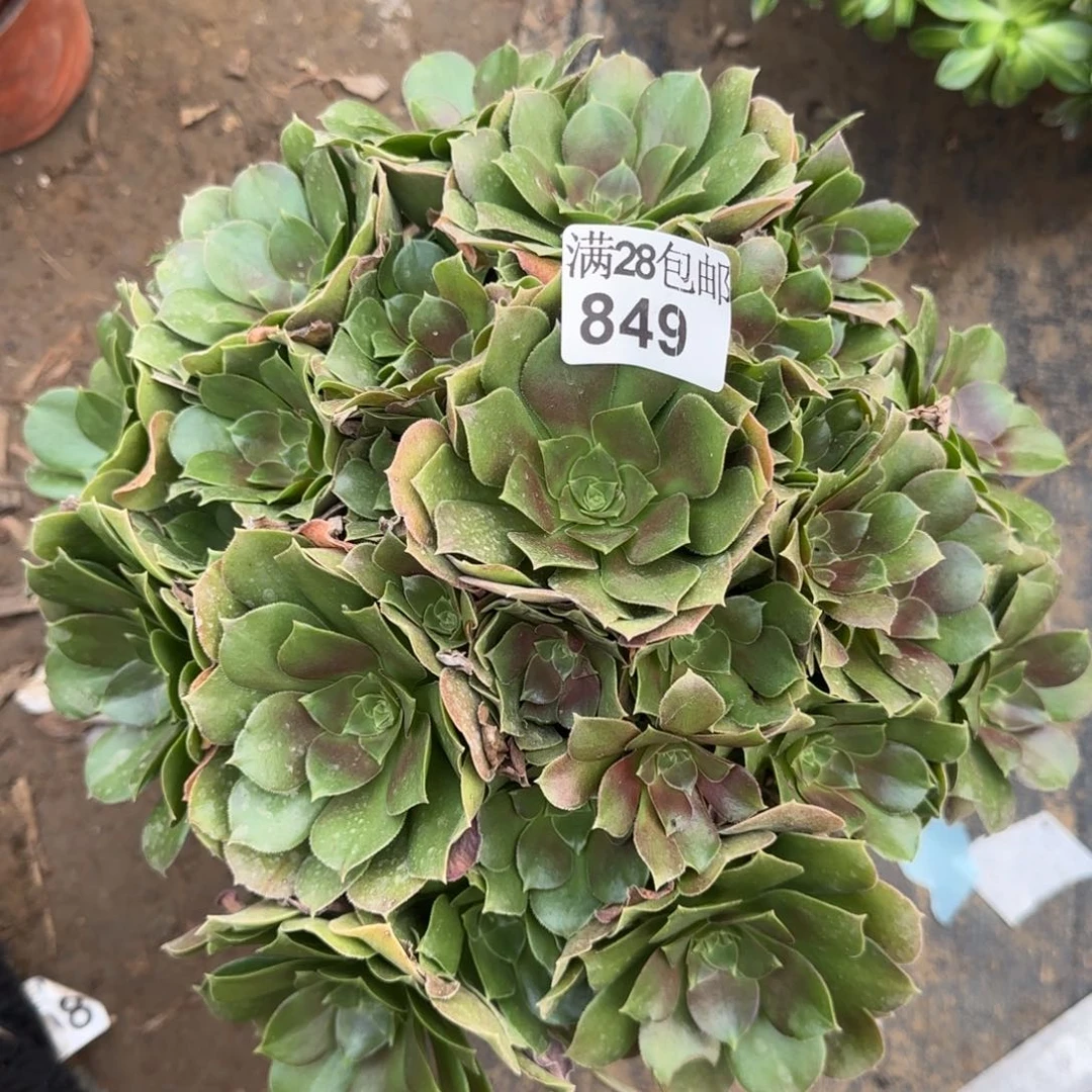 柠檬玫瑰多肉849满28包邮断枝不包